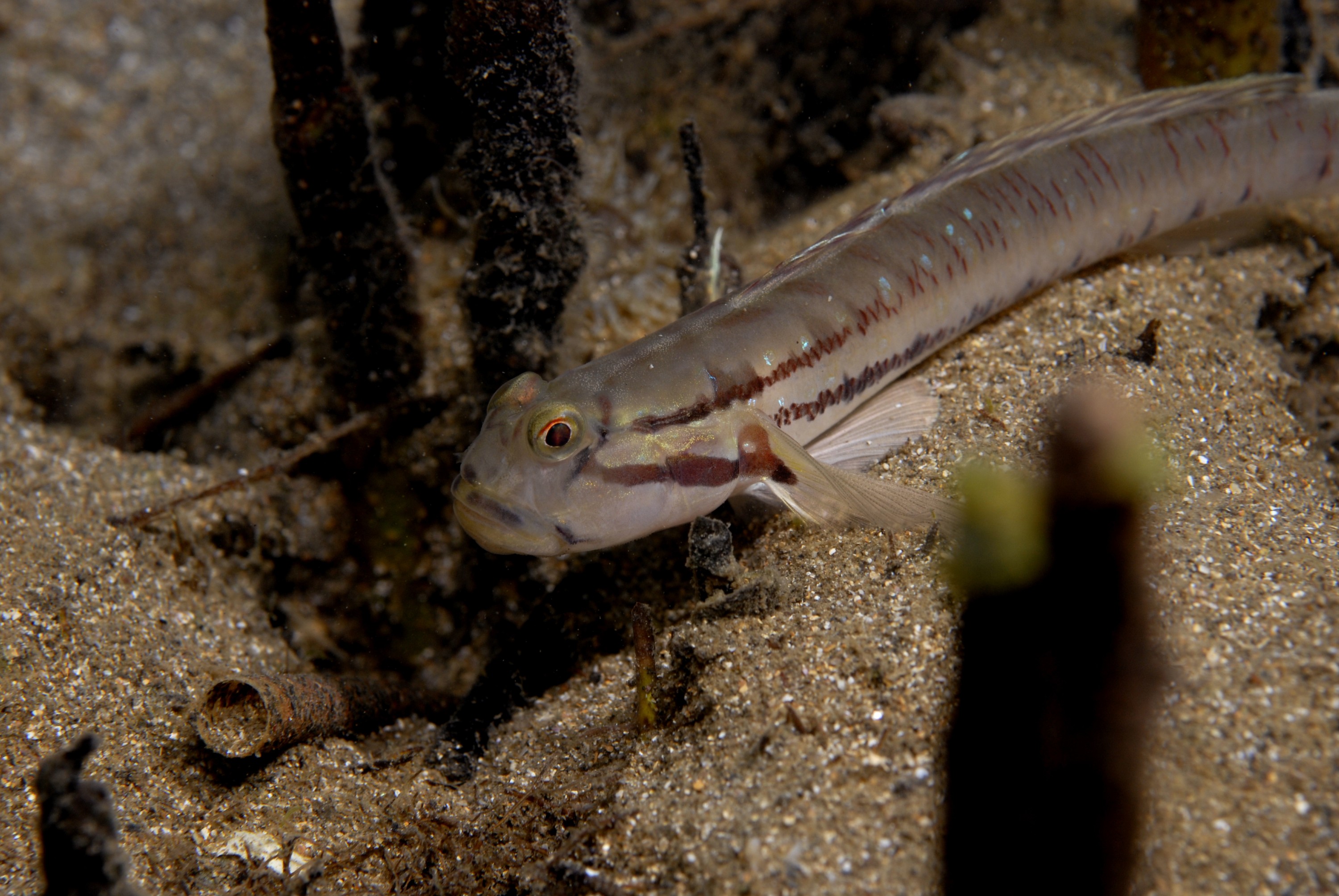 _JFG5362 – crispin, nz, new, zealand, new zealand, aug16_cm, Australian, bridled, goby, Arenigobius, bifrenatus, introduced, pest,